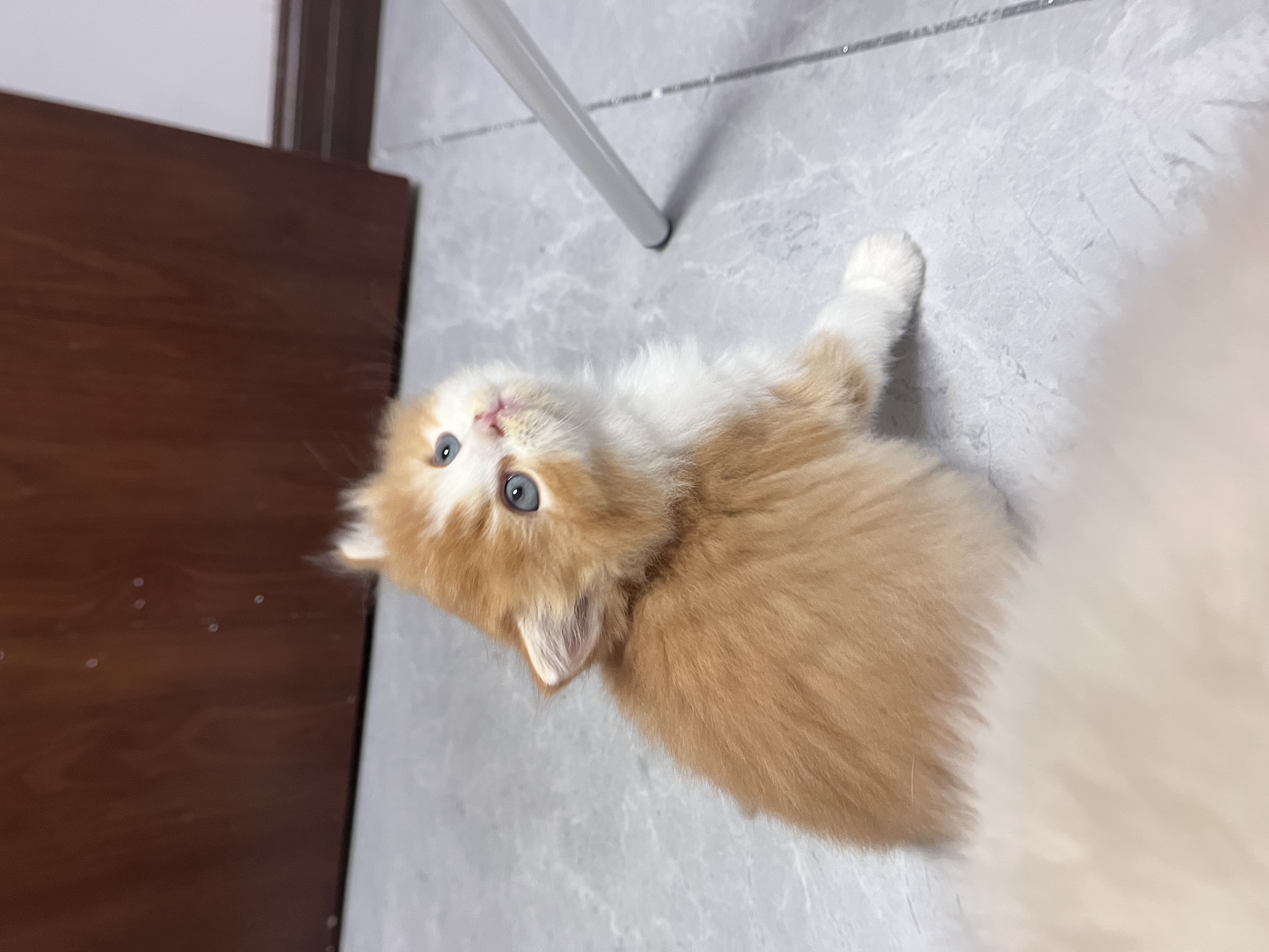 金加白长毛猫